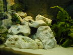 Aquarium